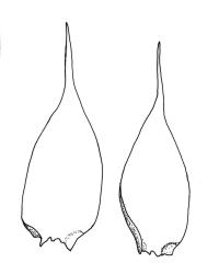 Wijkia extenuata var. caudata, stem leaves. Drawn from A.J. Fife 10921, CHR 570073.
 Image: R.C. Wagstaff © Landcare Research 2016 